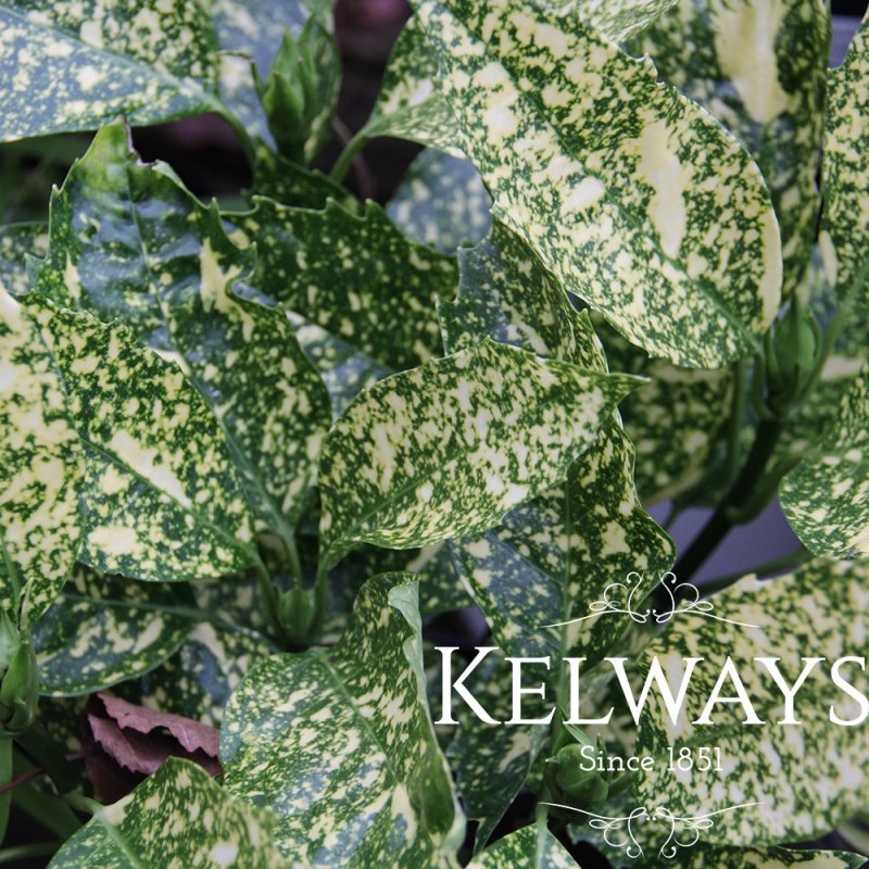 Aucuba japonica 'Golden King' (m/v) (3 litre pot)