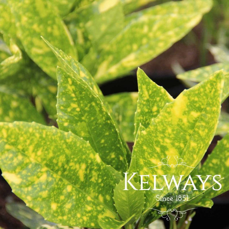 Aucuba japonica 'Mr Goldstrike' (m/v)