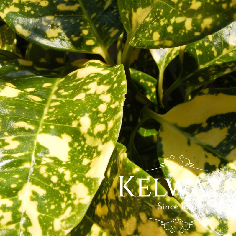 Aucuba japonica 'Variegata' (f/v)
