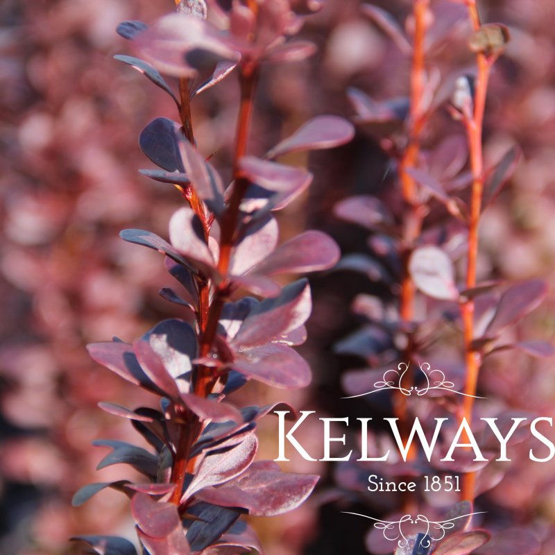 Berberis thunbergii f. atropurpurea 'Helmond Pillar'
