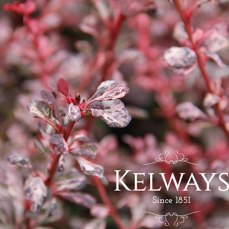Berberis thunbergii f. atropurpurea 'Pink Queen' (v)