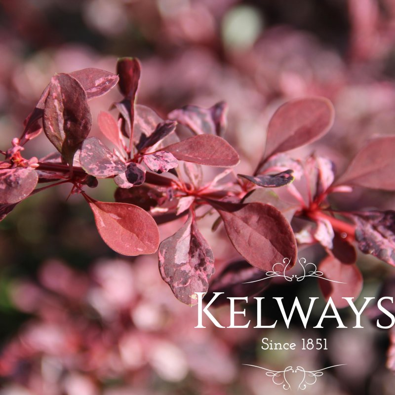 Berberis thunbergii f. atropurpurea 'Rose Glow' (v) (10 litre pot)