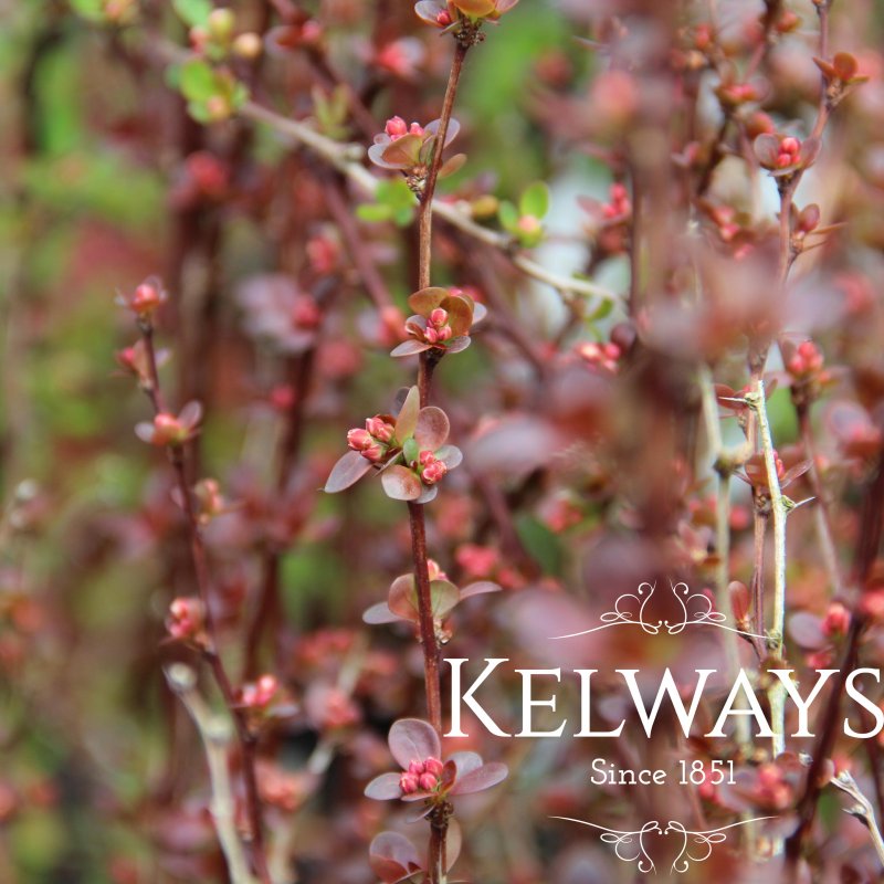 Berberis thunbergii f. atropurpurea 'Rosy Rocket' PBR (v)