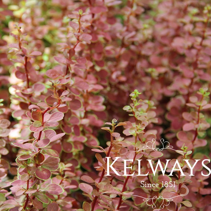 Berberis thunbergii 'Orange Sunrise' PBR (v)