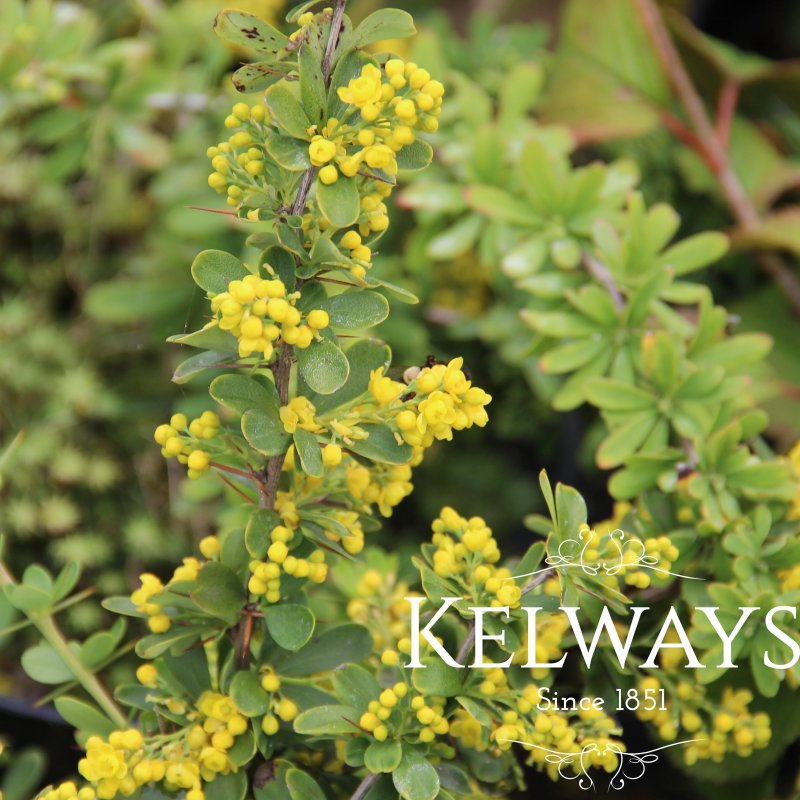 Berberis x carminea 'Pirate King'