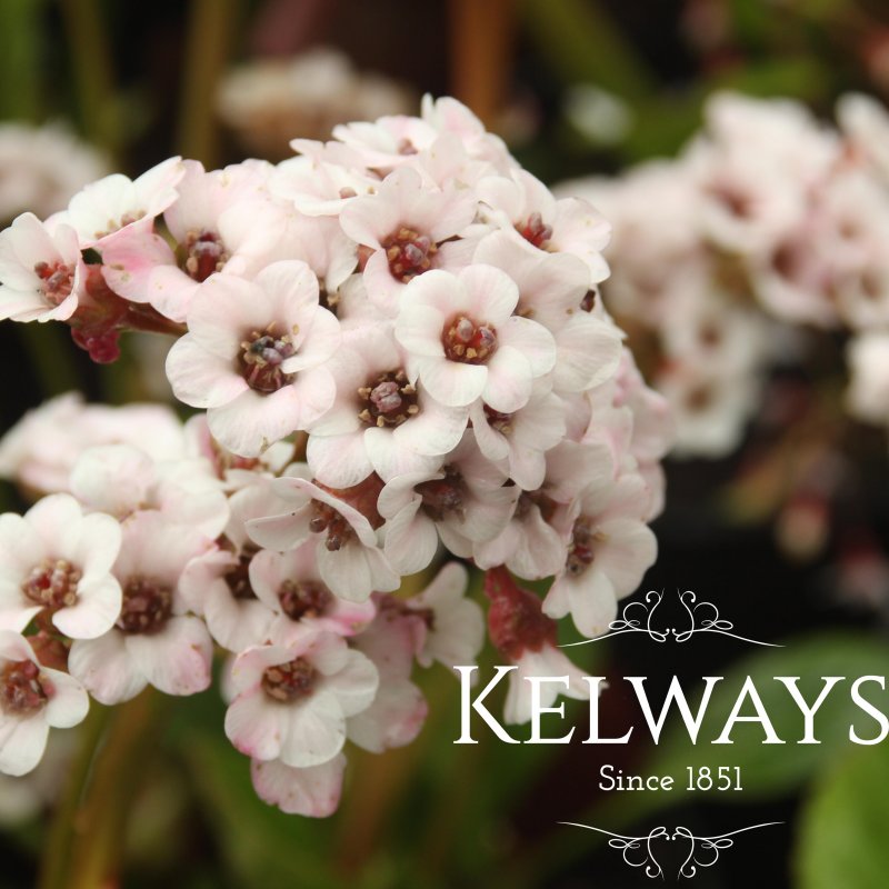 Bergenia 'Bach'