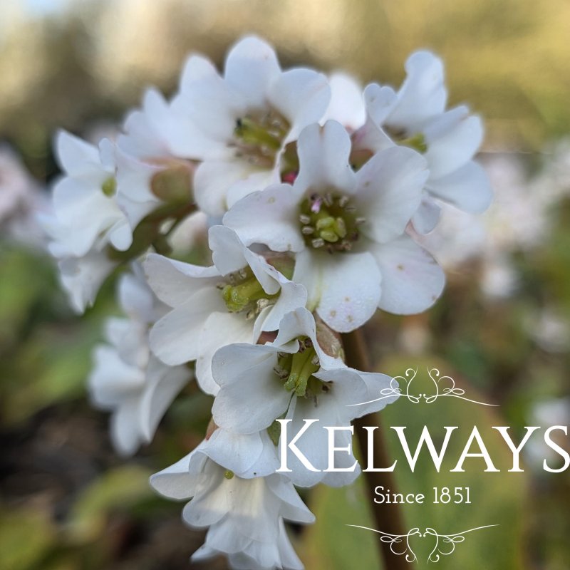 Bergenia 'Bressingham White'