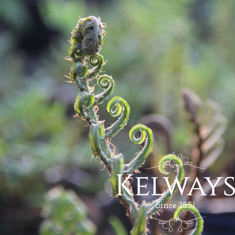 Blechnum chilense