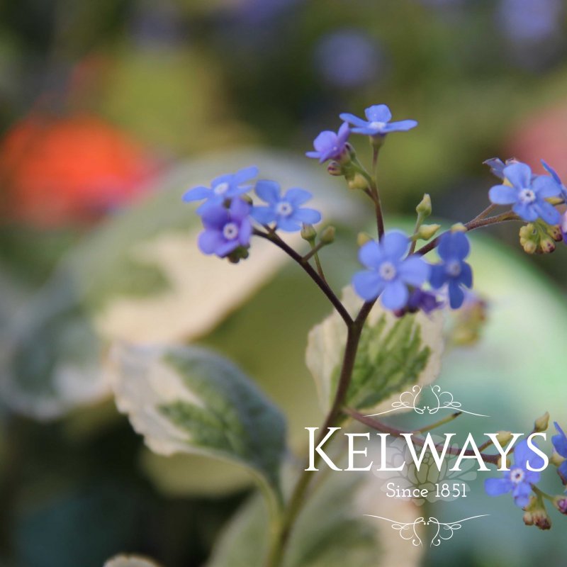 Brunnera macrophylla 'Dawson's White' (v)