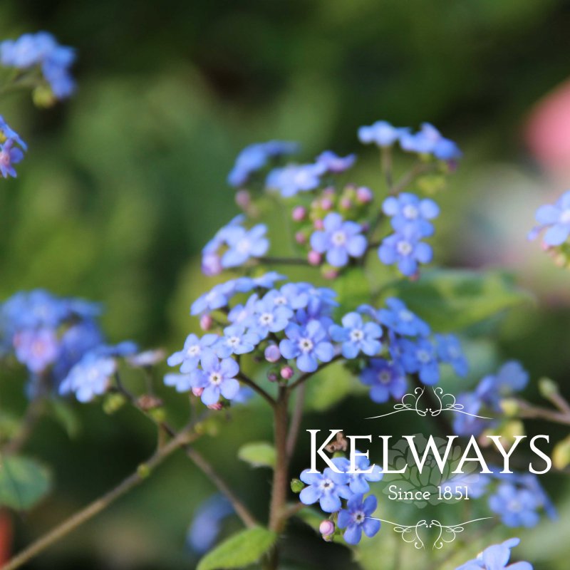 Brunnera macrophylla 'Looking Glass'