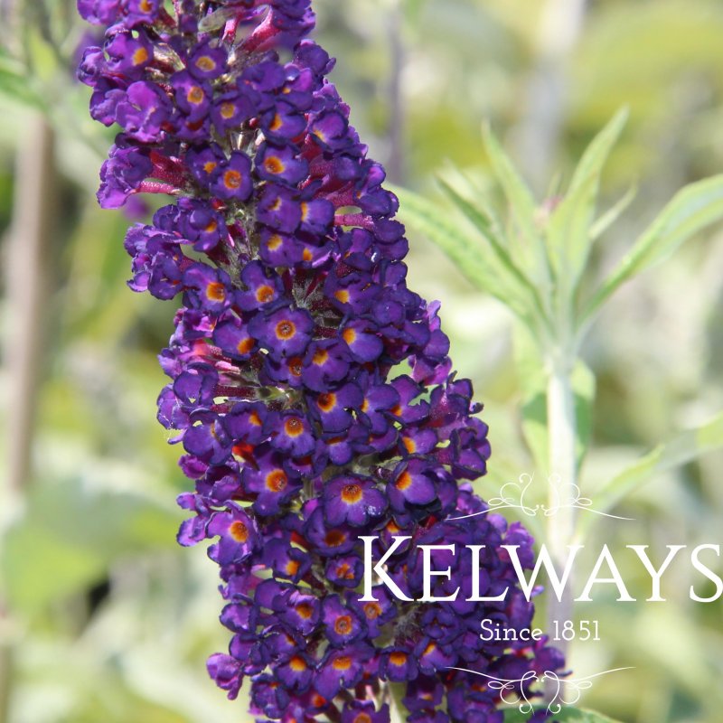 Buddleja davidii 'Black Knight' (3 litre pot)