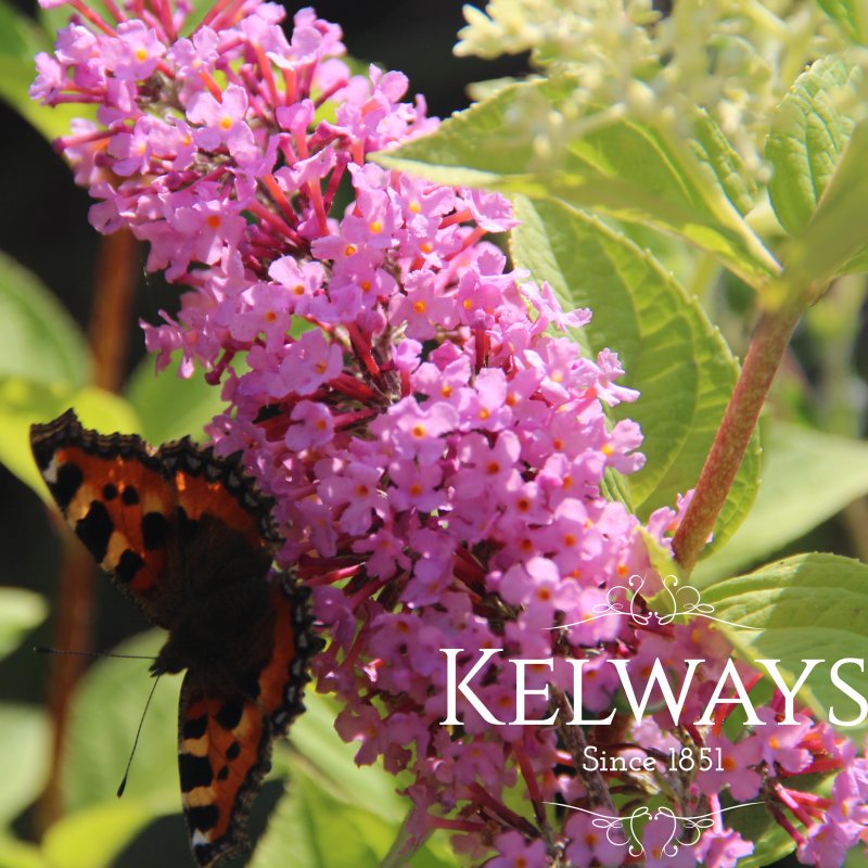 Buddleja 'Pink Delight'