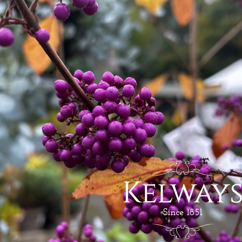 Callicarpa bodinieri 'Imperial Pearl' (7.5 litre pot)