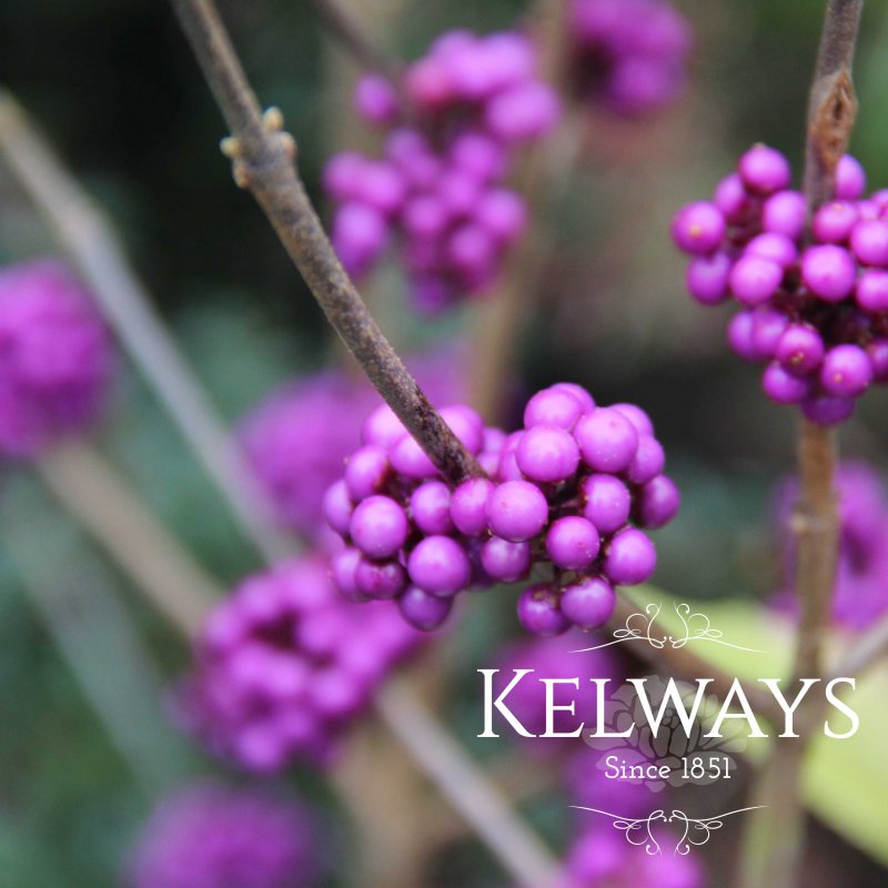 Callicarpa bodinieri var. giraldii 'Profusion' (3 litre pot)