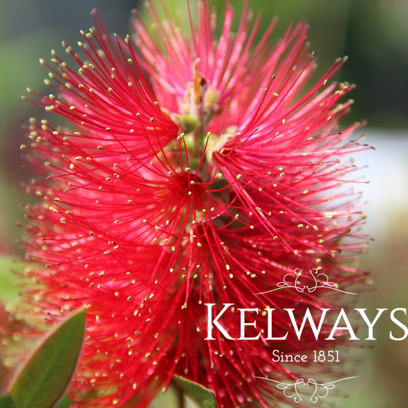 Callistemon citrinus 'Splendens' (3 litre pot)