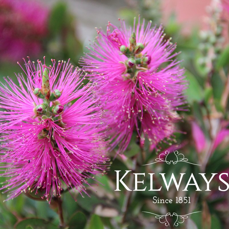 Callistemon HOT PINK ('Kkh01' PBR) (3 litre pot)
