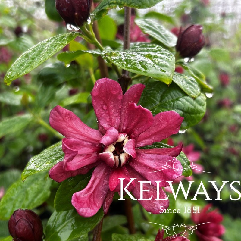 Calycanthus x raulstonii 'Hartlage Wine' (3 litre pot)