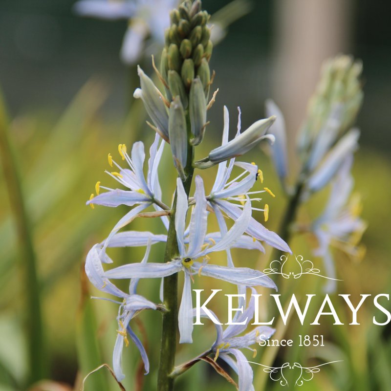 Camassia cusickii