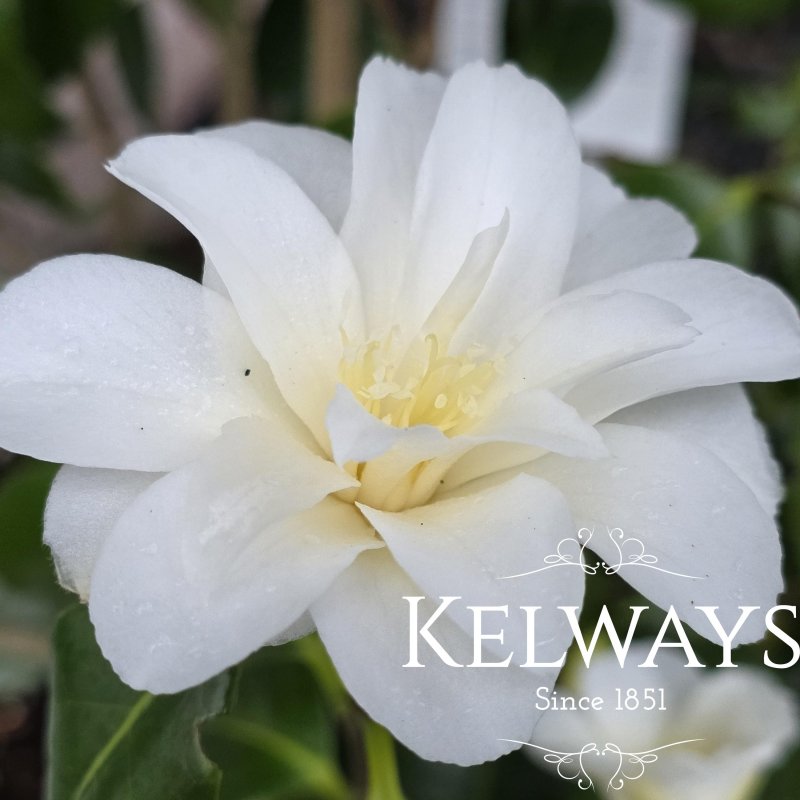 Camellia japonica 'White Swan'