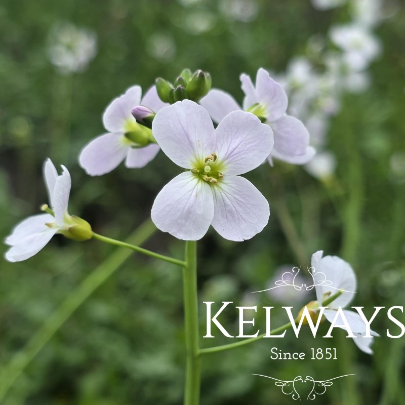 Cardamine pratensis