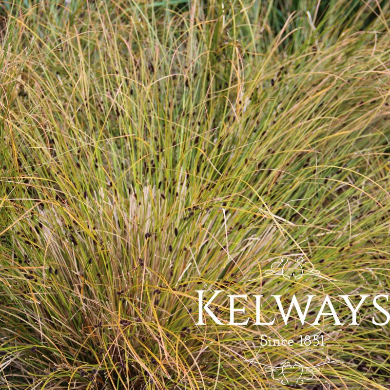 Carex dispacea 'Dark Horse'