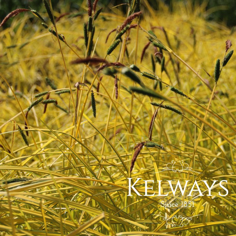 Carex elata 'Aurea'