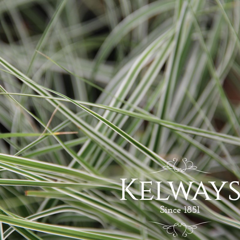 Carex oshimensis Everest ('Fiwhite' PBR) (EverColor Series) (v) (3 litre pot)