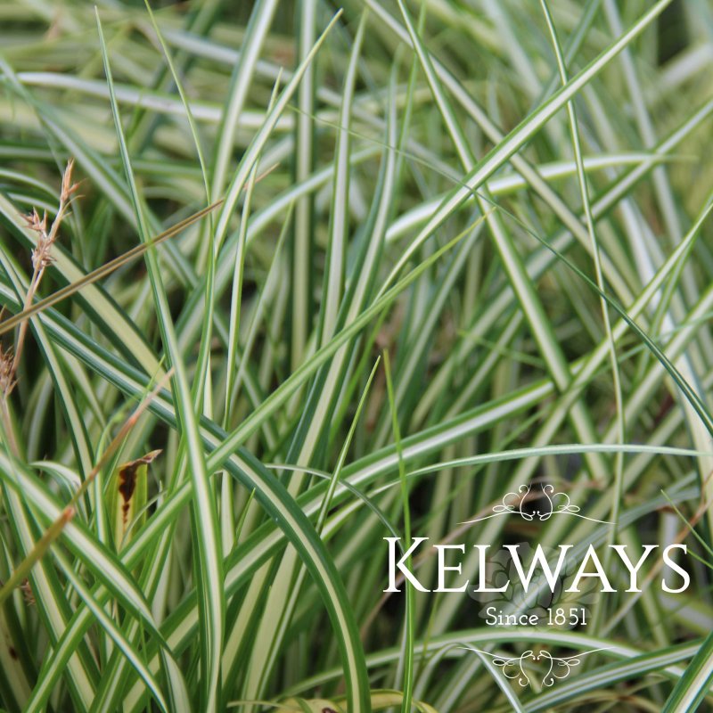 Carex oshimensis 'Evergold' (v)
