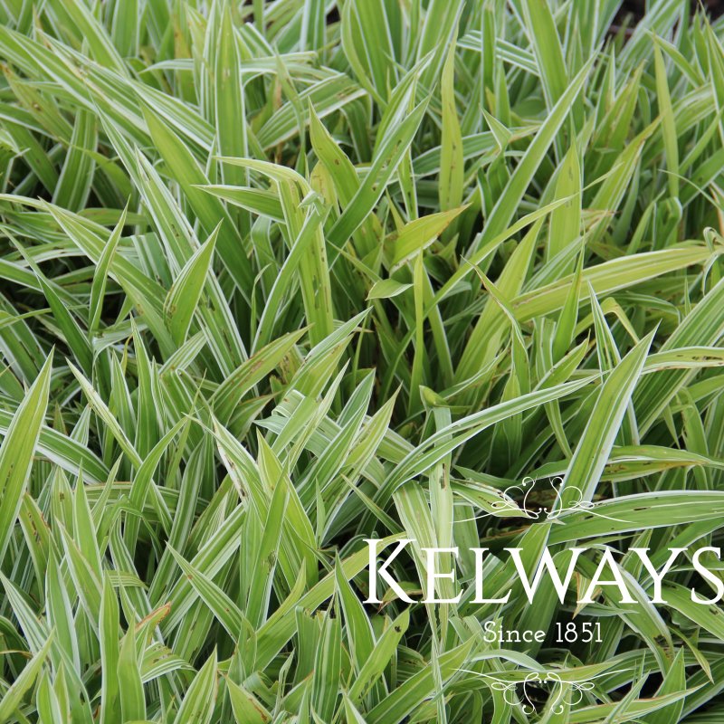 Carex siderosticta 'Variegata' (v)