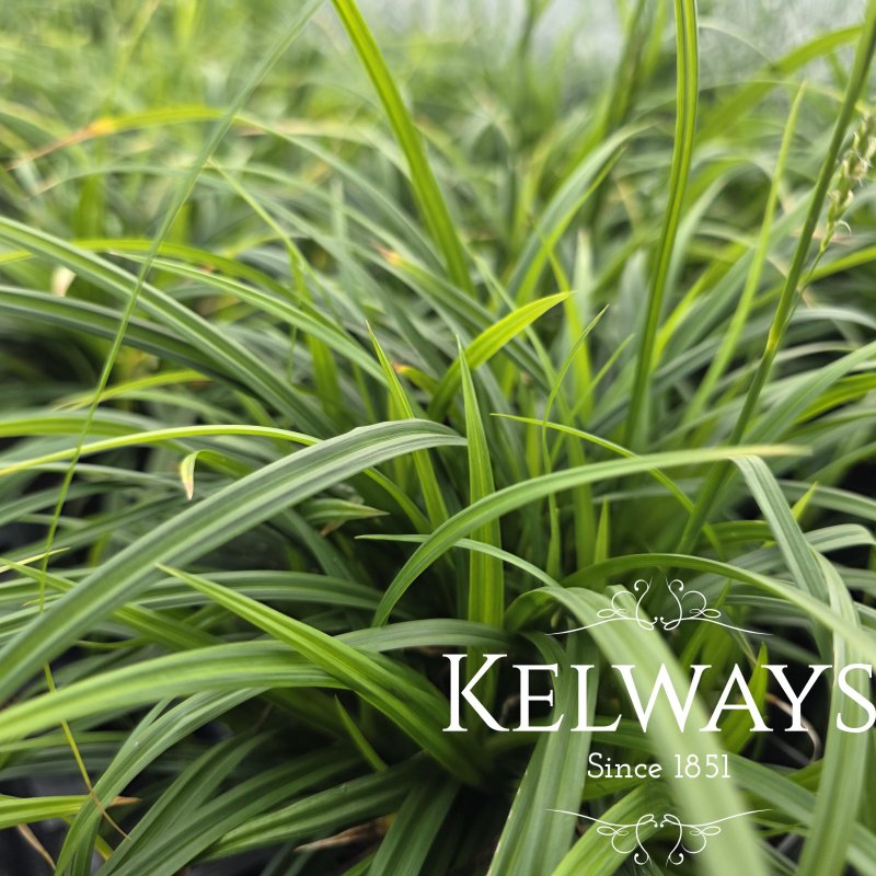 Carex sylvatica