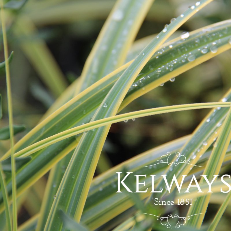 Carex trifida 'Rekohu Sunrise' PBR (v)