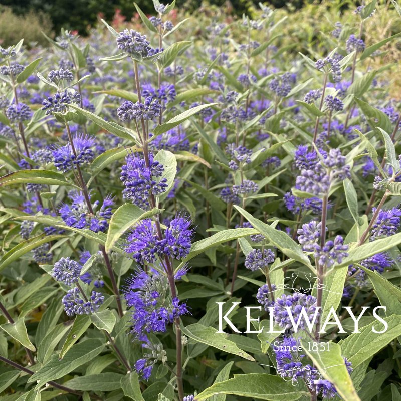 Caryopteris x clandonensis 'Heavenly Blue'