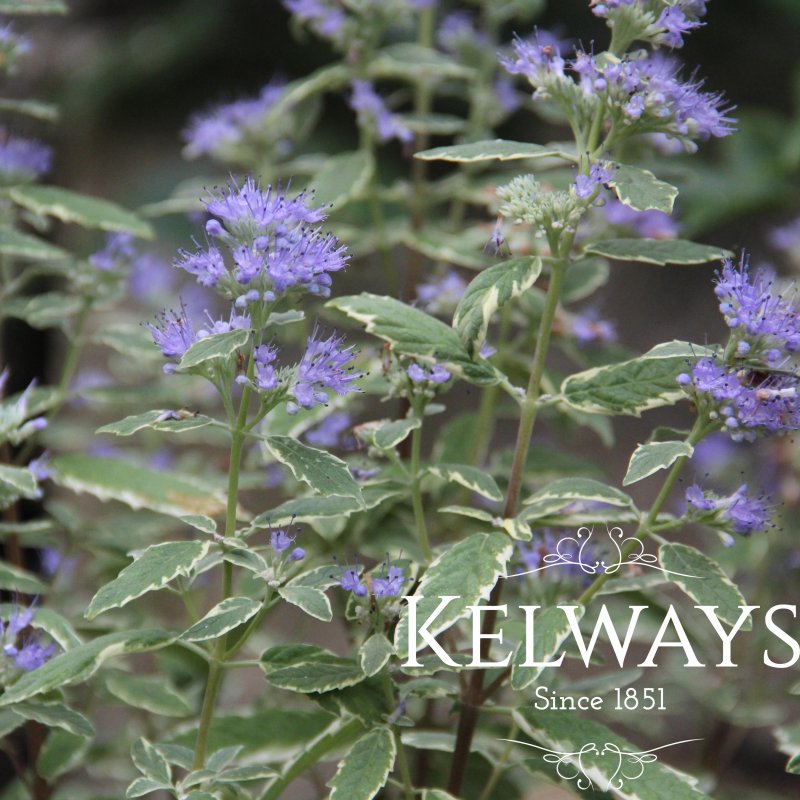 Caryopteris x clandonensis 'White Surprise'