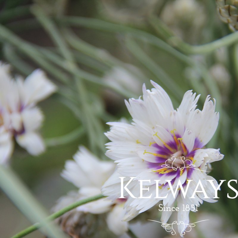 Catananche caerulea 'Alba'