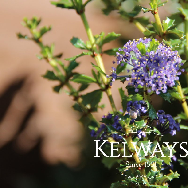 Ceanothus 'Blue Jeans'