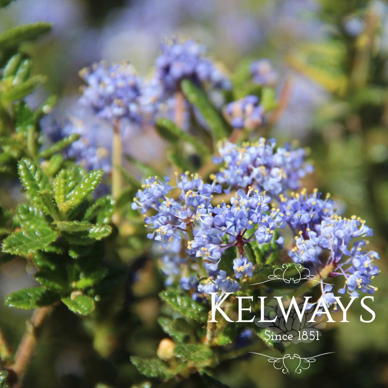 Ceanothus 'Puget Blue' (10 litre pot)