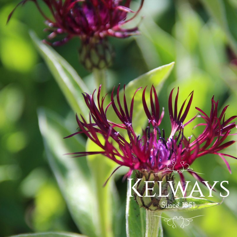 Centaurea 'Jordy' (9cm pot)
