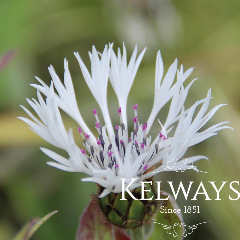 Centaurea montana 'Alba'