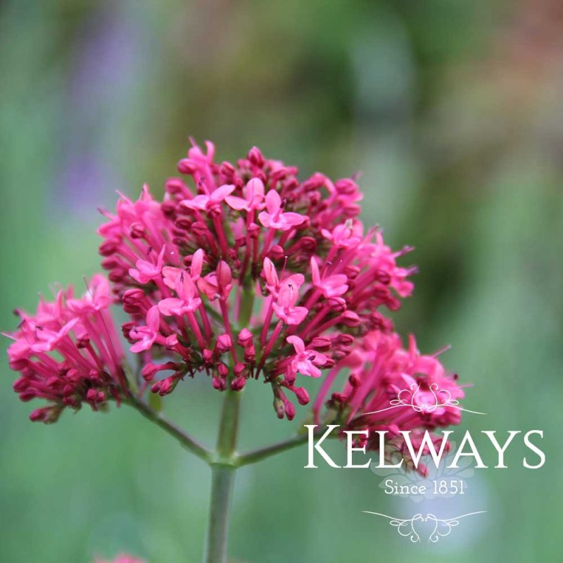 Centranthus ruber