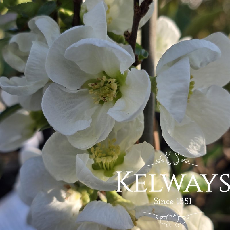 Chaenomeles x superba 'Jet Trail' (3 litre pot)