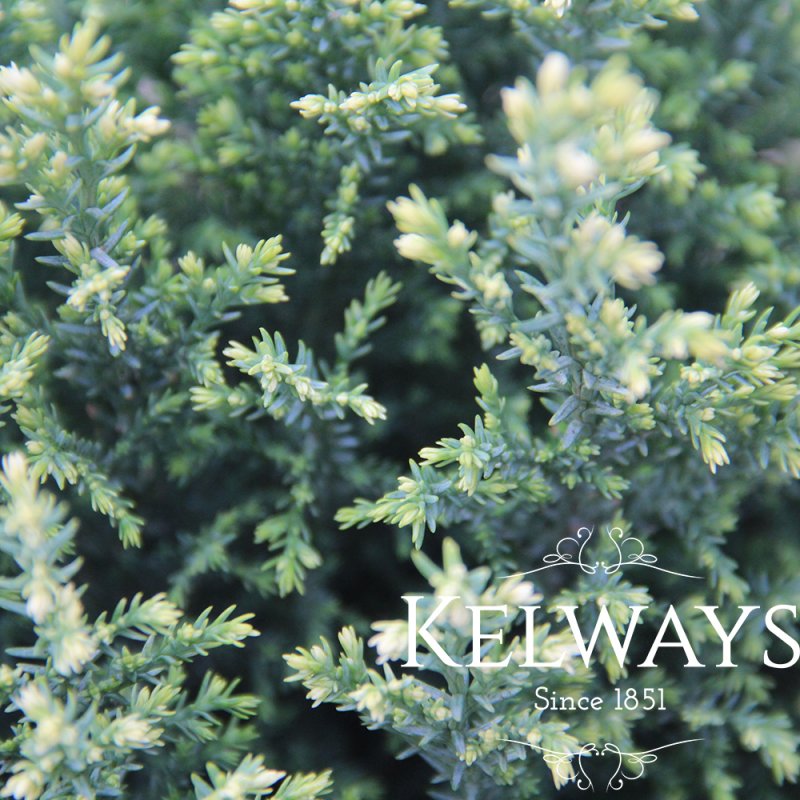 Chamaecyparis lawsoniana 'Snow White' (v)