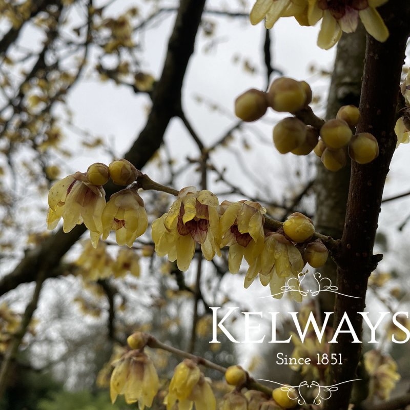 Chimonanthus praecox