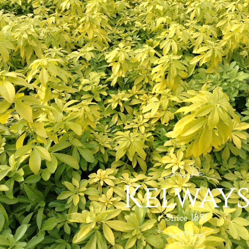 Choisya ternata SUNDANCE ('Lich') (7.5 litre pot)