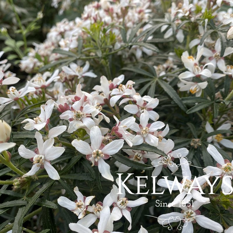 Choisya x dewitteana White Dazzler ('Londaz' PBR)