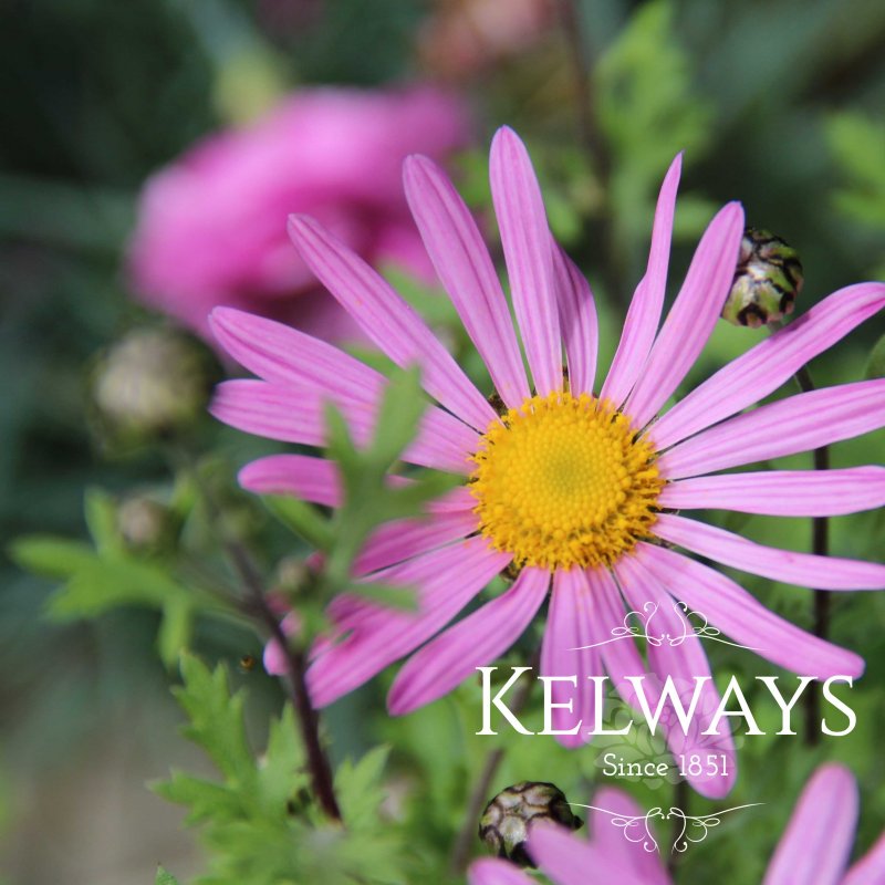 Chrysanthemum 'Clara Curtis' (21d)