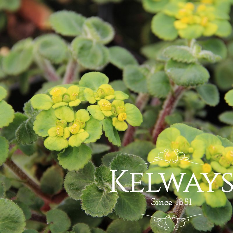 Chrysosplenium davidianum