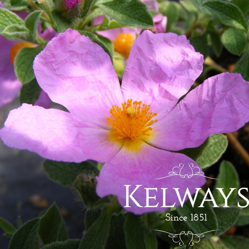 Cistus creticus (3 litre pot)