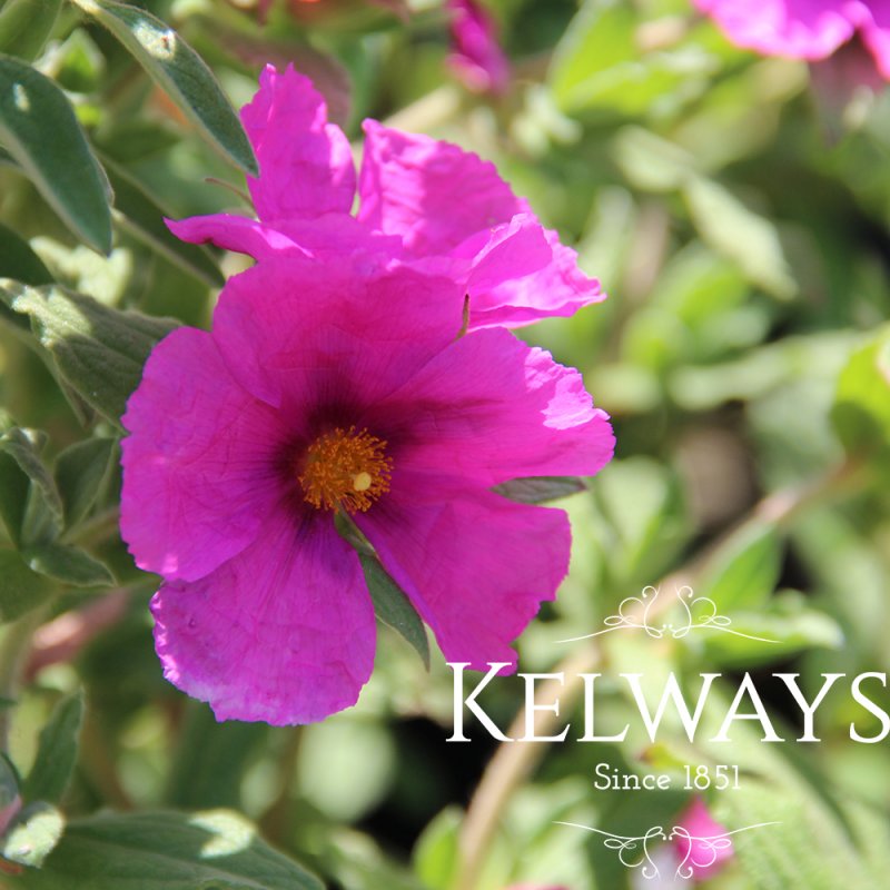 Cistus x pulverulentus 'Sunset' (3 litre pot)