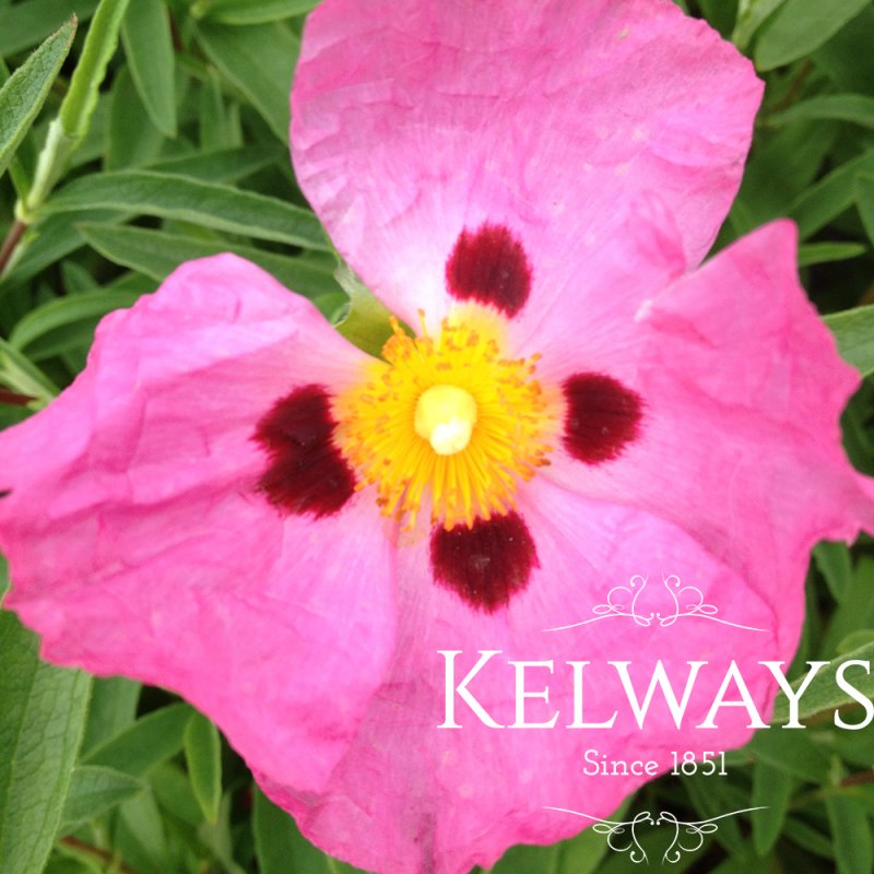 Cistus x purpureus (3 litre pot)
