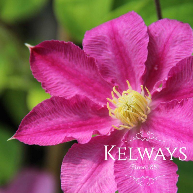 Clematis Abilene ('Evipo027' PBR) (Boulevard Series) (EL)